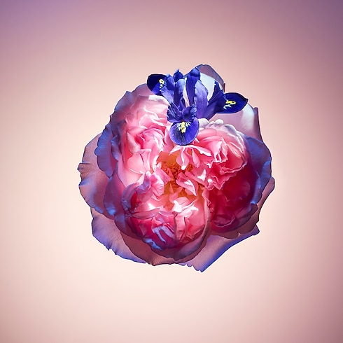 Nước Hoa Rose Des Vents in Nước hoa và Làm đẹp's Các bộ sưu tập Nước hoa dành cho Nữ collections by Louis Vuitton (Thu phóng sản phẩm)