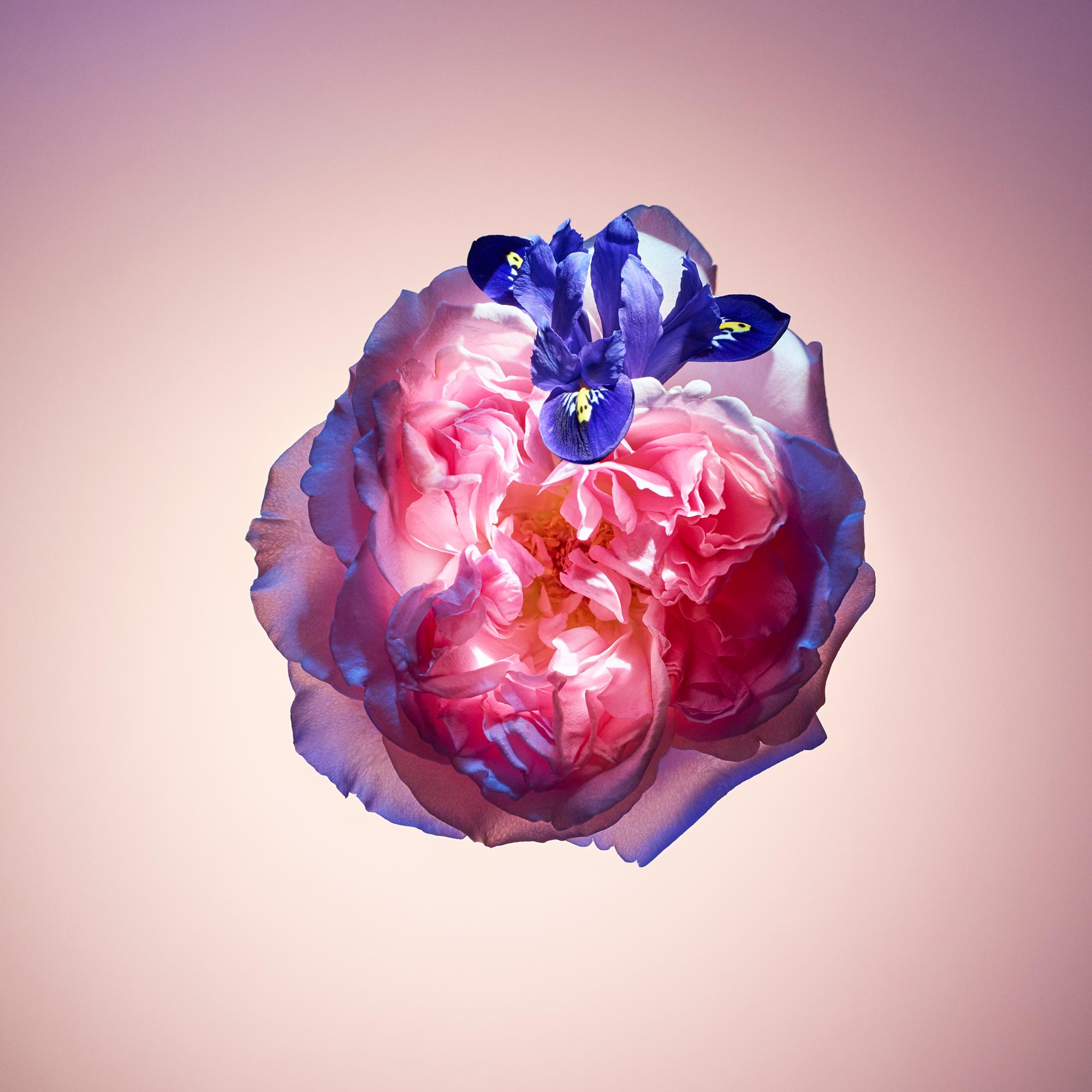 Bộ Nước Hoa Du Lịch Rose Des Vents  in Nước hoa